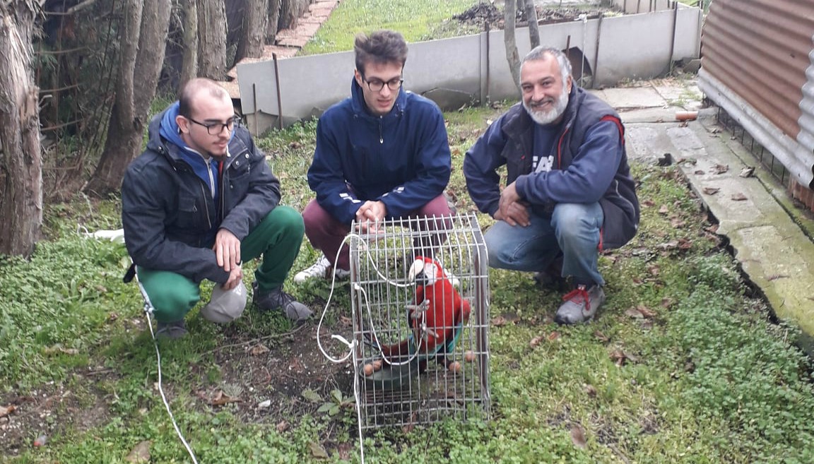 Il pappagallo “Gigi” catturato in un podere di Sala