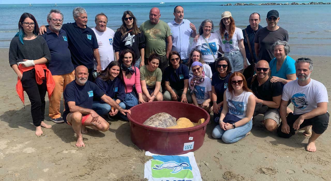 Tartaruga marina trovata a Cesenatico e liberata ieri a Pesaro