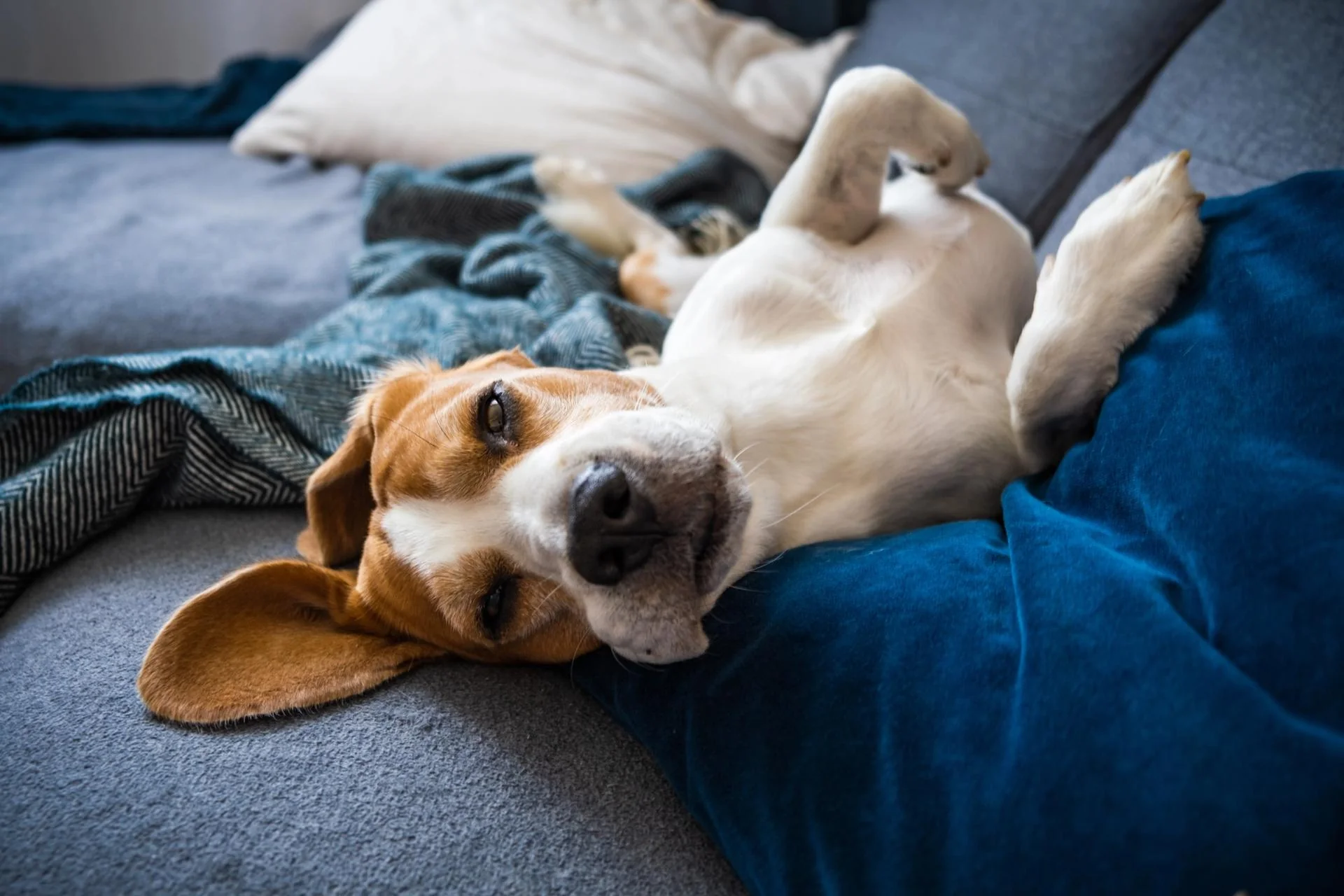 Il vostro cane é sempre “divanato”? Arriva il personal trainer per Fido