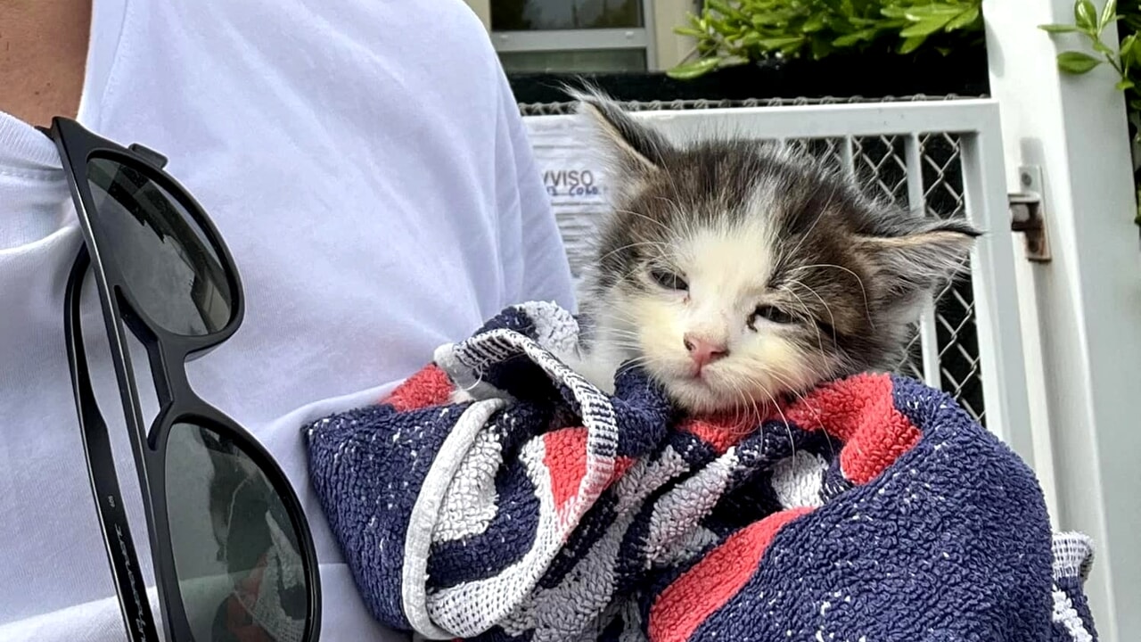 Getta una gattina di pochi mesi dal finestrino dell’auto in corsa