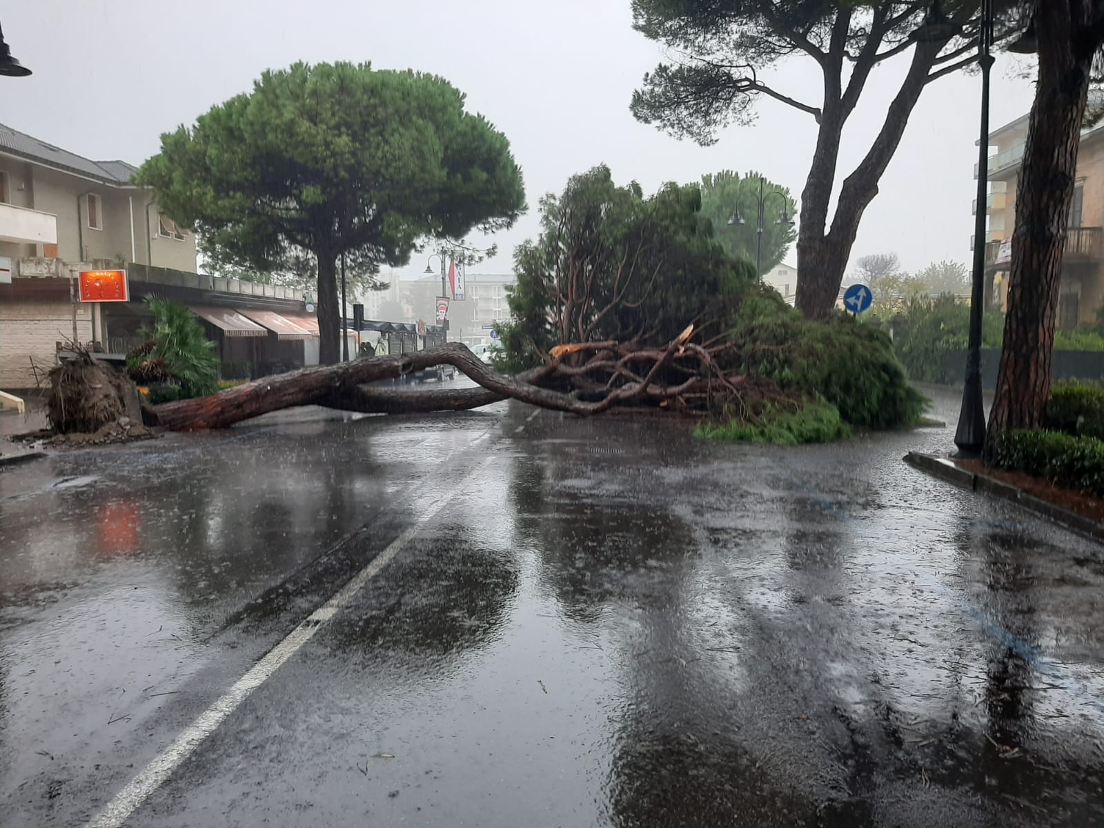 Cade un altro grosso pino su viale Carducci: non ci sono danni