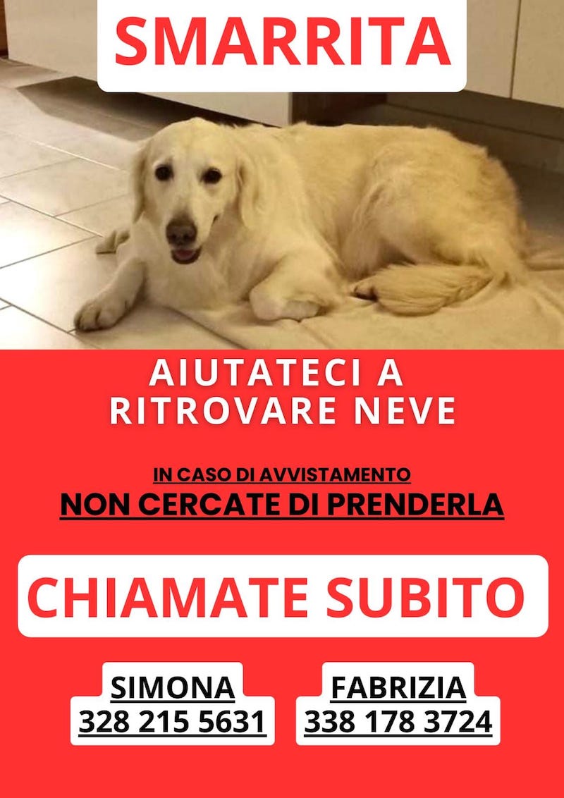 cane disperso